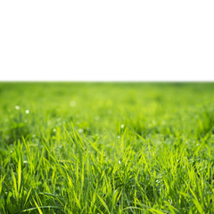 Field of green grass isolated on white background