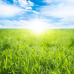 Fototapeta na wymiar Field of green grass on a sunny day with a blue sky
