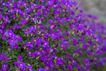Naklejka premium purple violet flowers