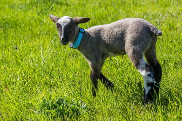 young lamb walking in the field