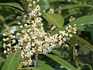 Blühender Kirschlorbeer, Prunus laurocerasus