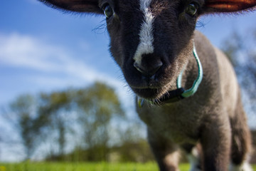 young lamb walking in the field