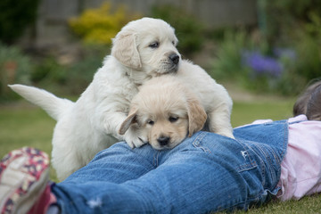 Playful puppies