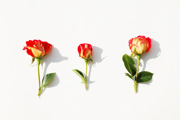 Three small red roses isolated on white background