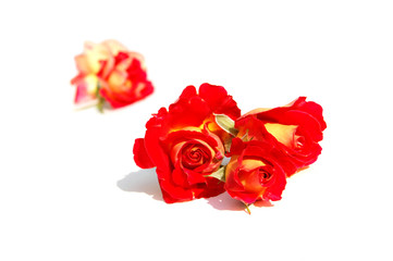 Small bouquet of red roses