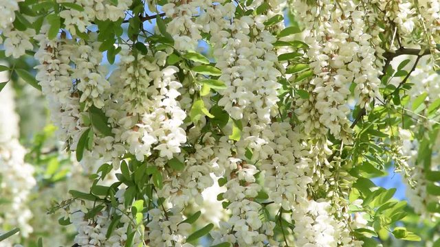 Acacia Akaciasl&auml;ktet Akaasiat Акация Ac&aacute;cia Ak&aacute;cia שיטה Akacie Wideo Flower Thorn trees Akacija Flor Video Fiore Shittah tree Akasya Videotechnik Видео וידאו