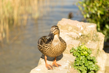 Duck on the river