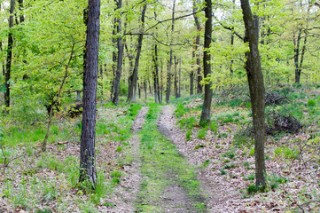 Weg im Wald