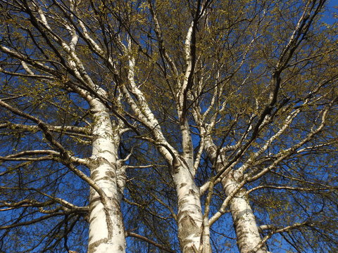old birch tree