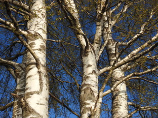 Obraz premium old birch tree