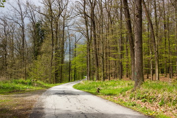 Road in spring forest, Czech Republic.