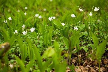 Forest flowers. Czech republic.