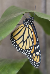 Fototapeta na wymiar Orange, black, and white young monarch butterfly close up clinging to a