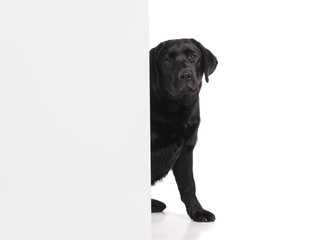 Black golden labrador retriever dog isolated on white background. Studio shot.