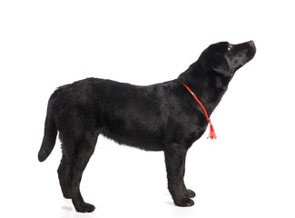 Black golden labrador retriever dog isolated on white background. Studio shot.