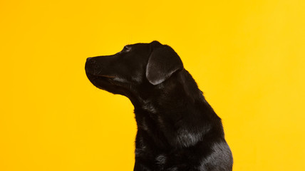 Naklejka premium Black golden labrador retriever dog isolated on yellow background. Studio shot.
