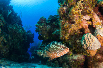 Fototapeta premium A nassau grouper relaxes on the warm tropical ocean coral reef in the caribbean sea. This endangered fish is protected by conservation laws to prevent their numbers decreasing