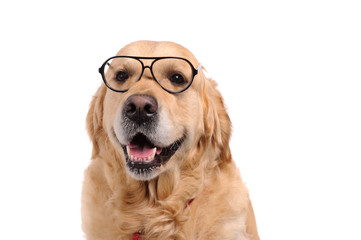 Funny golden labrador retriever dog looking in black glasses