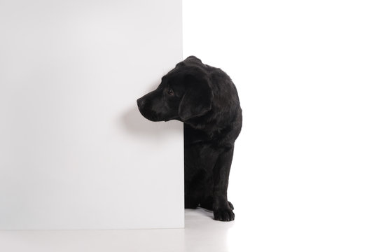 Black golden labrador retriever dog isolated on white background. Studio shot.