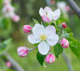 Fototapeta na wymiar apple tree blossom flower closeup