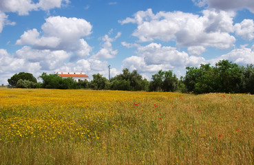 Plakat wild flowers in field at alentejo region, Portugal