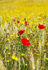 red poppy and yellow wheat, poppies in wheat field