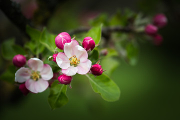 Fototapeta na wymiar Apfelblüten und Knospen