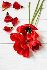 Red tulips on white wooden background