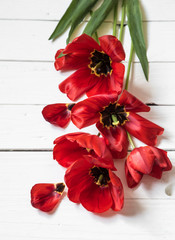 bouquet of red tulips on white wooden background,