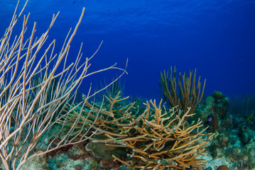 A tropical coral reef underwater in the Caribbean. The sea fan is next to a staghorn coral and provides a natural habitat for marine creatures and animals like fish and turtles