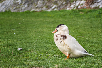 Mallard duck stying on the riverbank near the river