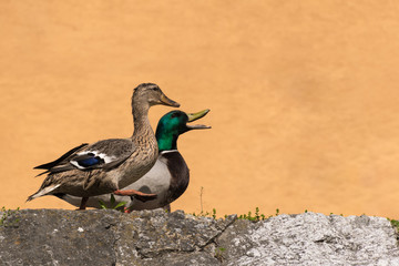 Couple of ducks walking on the riverbank near the river