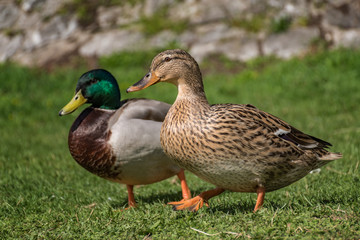 Naklejka na ściany i meble Couple of ducks walking on the riverbank near the river