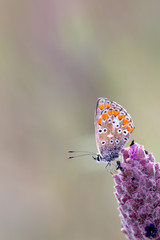 Polyommatus icarus. Butterfly photographed in their natural environment.