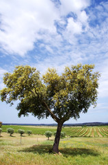 Fototapeta na wymiar Agricultural fields with Cork oak,Alentejo, Portugal