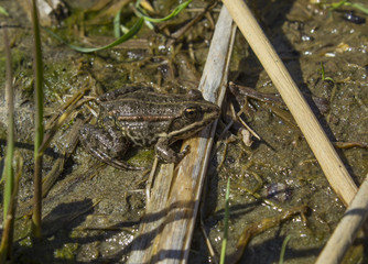 The toad is heated in the sun