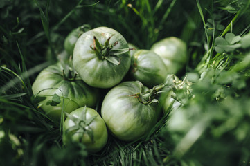 Green tomatoes on green grass. July in Europe.