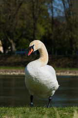 White swan eating and relaxing on the green grass of the riverbank