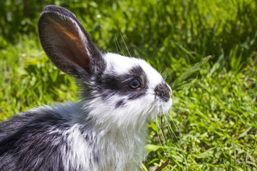 Bunny on a spring sunny afternoon in profile