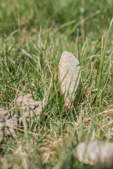 Ahorn-samen in der Wiese