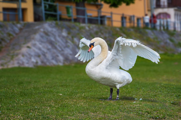 White swan waving, wide wings on the riverbank