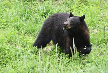 Obraz na płótnie Canvas Black Bear Eating