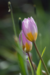 Fototapeta premium Lilac tulips