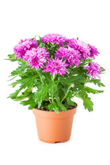 Naklejka na ściany i meble Purple chrysanthemum in flowerpot, isolated on white.