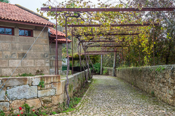 Fototapeta na wymiar Vineyard winery ripe wine grapes plant courtyard house garden support construction above path walk road