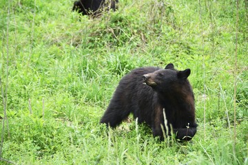 Black Bear Eating