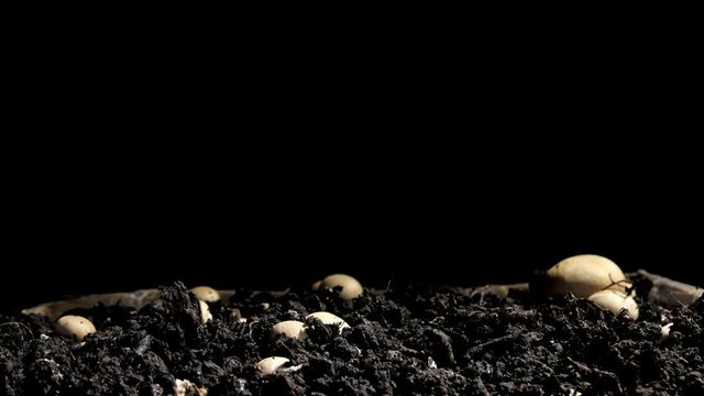 Rapid growth of champignons , 4K time-lapse