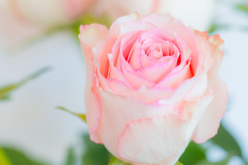  pink rose and water drops.