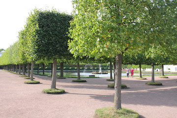 Square trees in the park