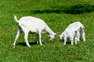 Obraz na płótnie Canvas Goats on meadow